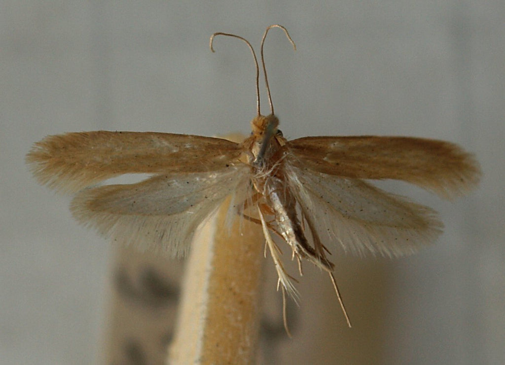 Catch Casemaking Clothes Moths with Hanging Trap — Insects Limited