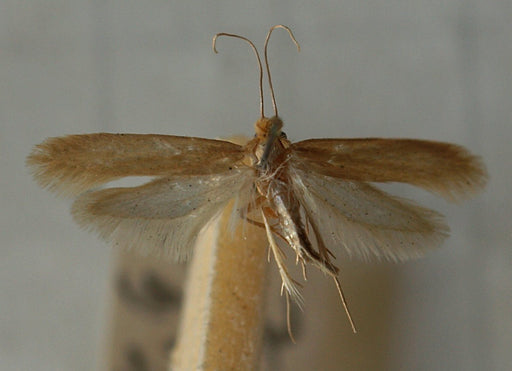 Safe Pheromone Clothing Moth Traps (Tineola Bisselliella), Carpet Moth,  Furniture Moth (Tinea Pellionella)