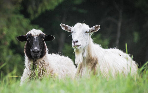 What is cashmere, is the wool cruel to animals and why is it so expensive?