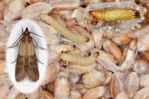 pantry moth life cycle