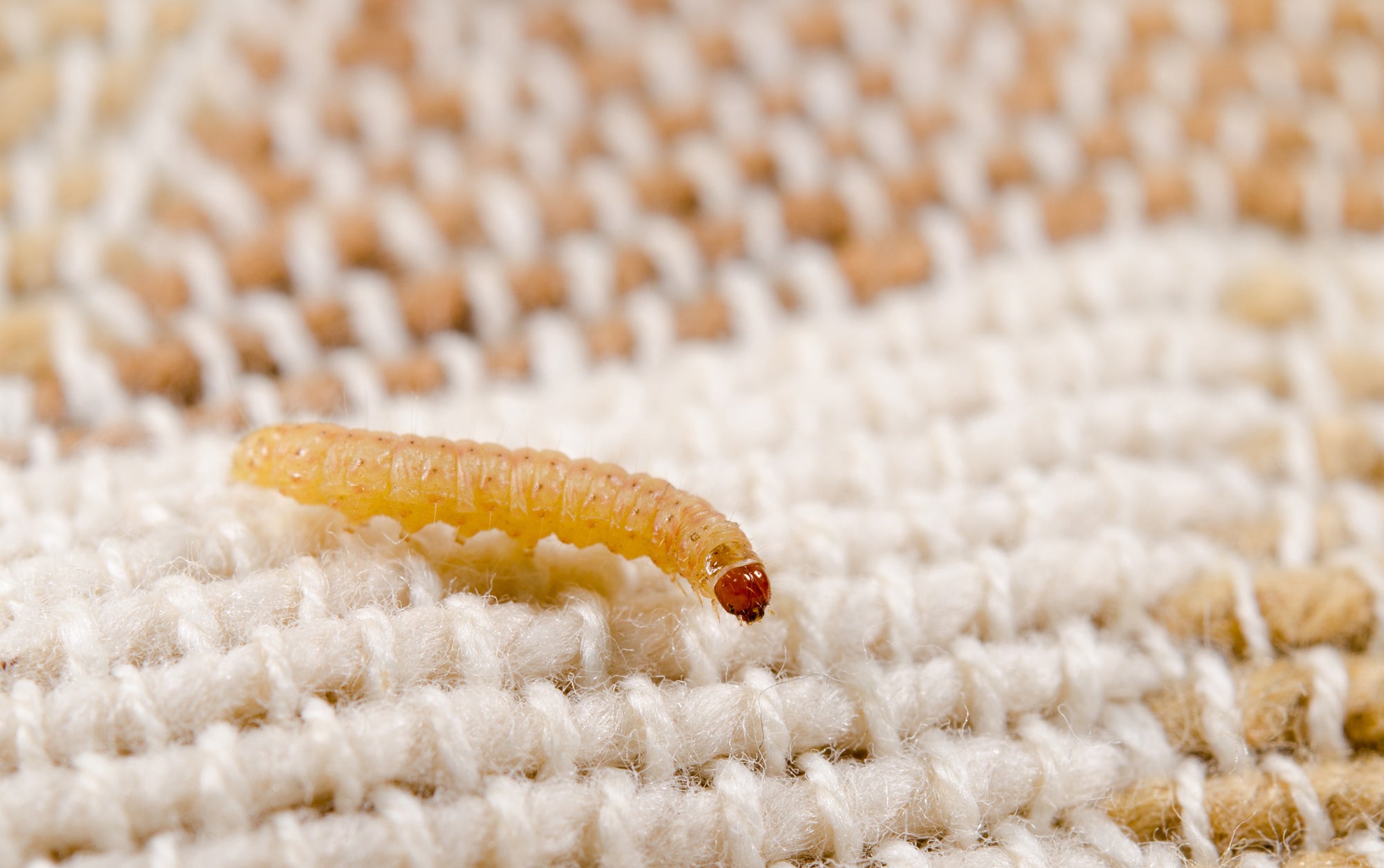 How To Get Rid Of Moth Larvae In Your Home Identification Removal