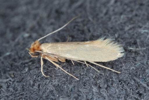 6 Bags Moth Balls Kills Clothes Moths Carpet Beetles Fresh Linen