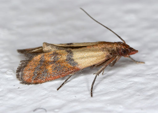 Are Pantry Moths Hard To Get Rid Of In Anaheim?