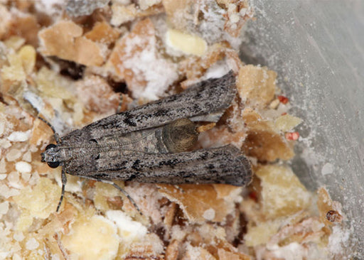 How To Get Rid Of Pantry Moths: Pest Control Experts Explain