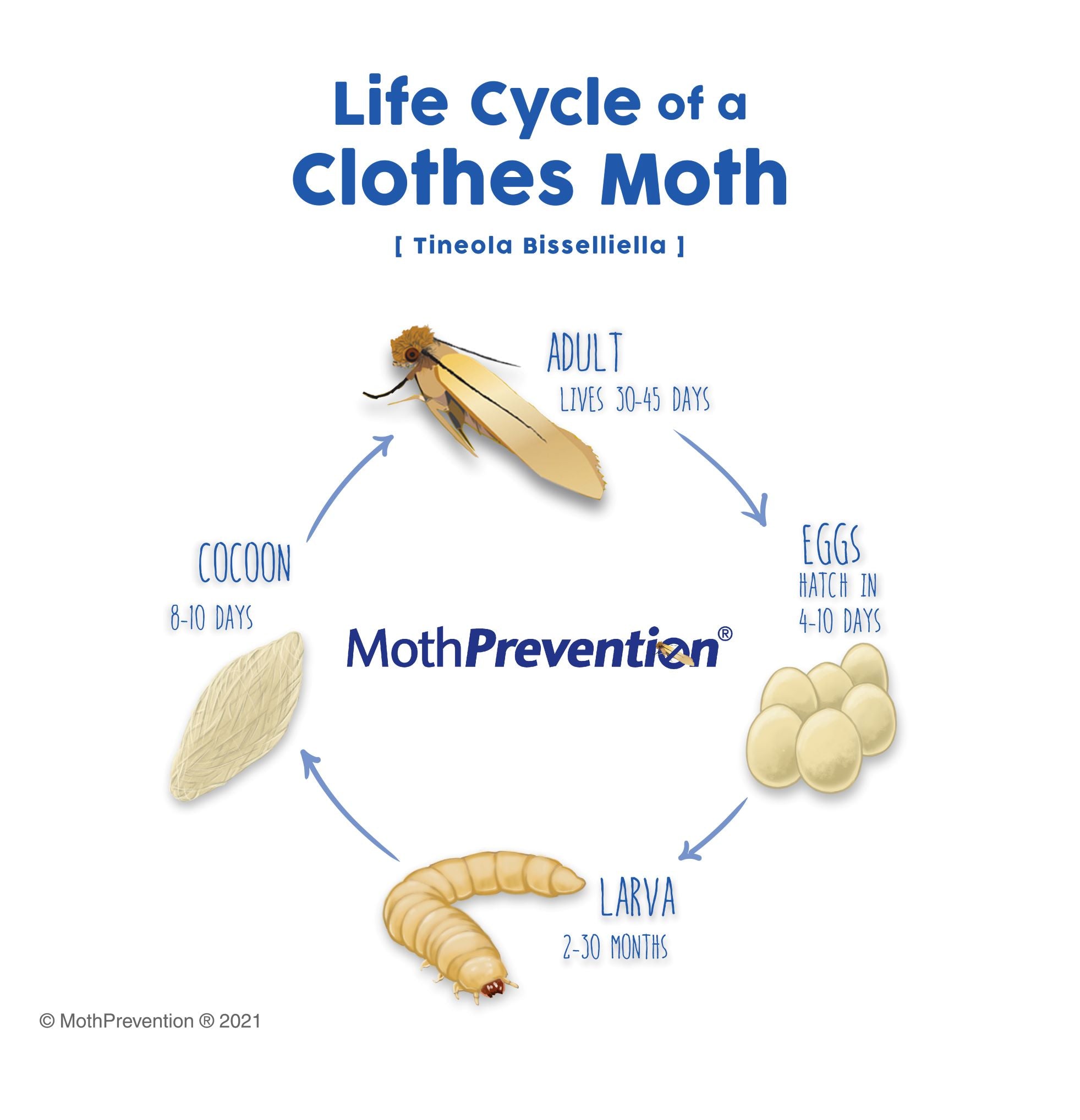 The Moth Life Cycle of Common Clothes and Carpet Moths