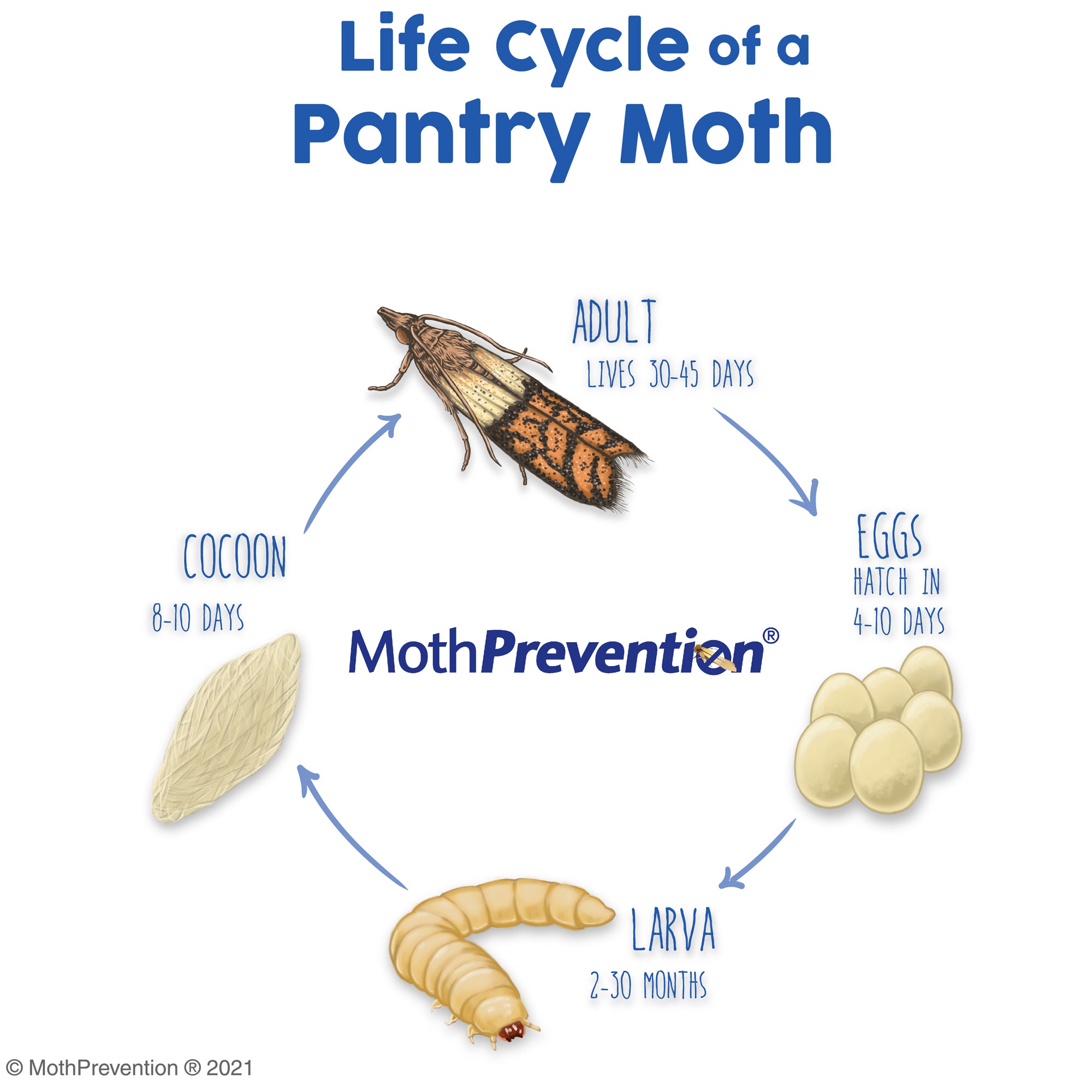 Pantry Moth Life Cycle The Life Cycle of A Pantry Moth