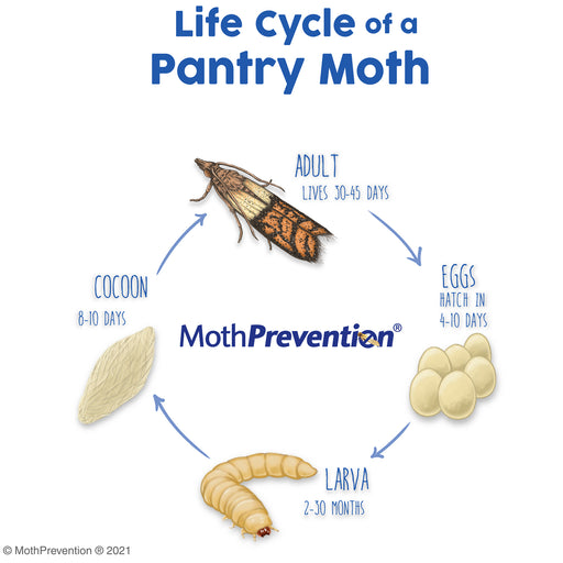 Get Rid of Pantry Moths in 3 Easy Steps