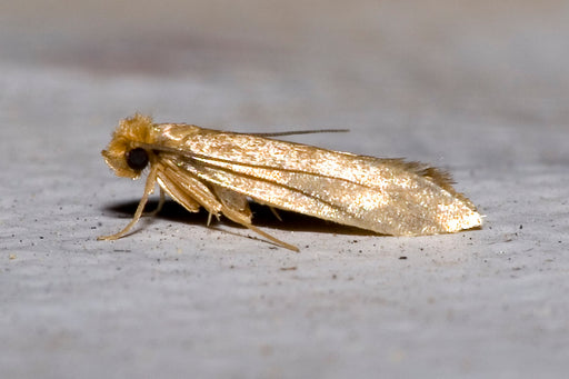 How to Get Rid of Closet Moths (No Smelly Mothballs Required)