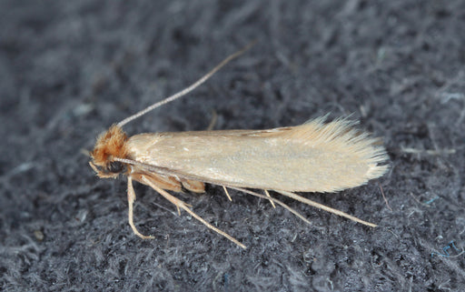 Tineola Bisselliella Moth Pheromone Lure Best Moth Traps - China