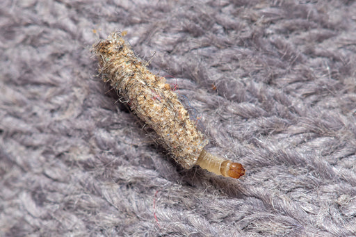 https://www.moth-prevention.com/cdn/shop/files/a_Case_Bearing_Carpet_Moth_Larva.jpg?v=1671708990&width=512
