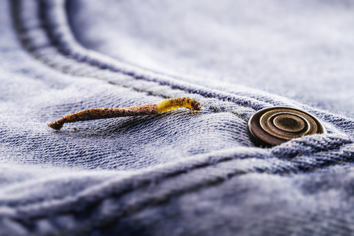 https://www.moth-prevention.com/cdn/shop/files/a_Case_Bearing_Moth_Larvae_on_a_piece_of_clothing_made_from_animal-based_fibers.jpg?v=1660642488&width=512