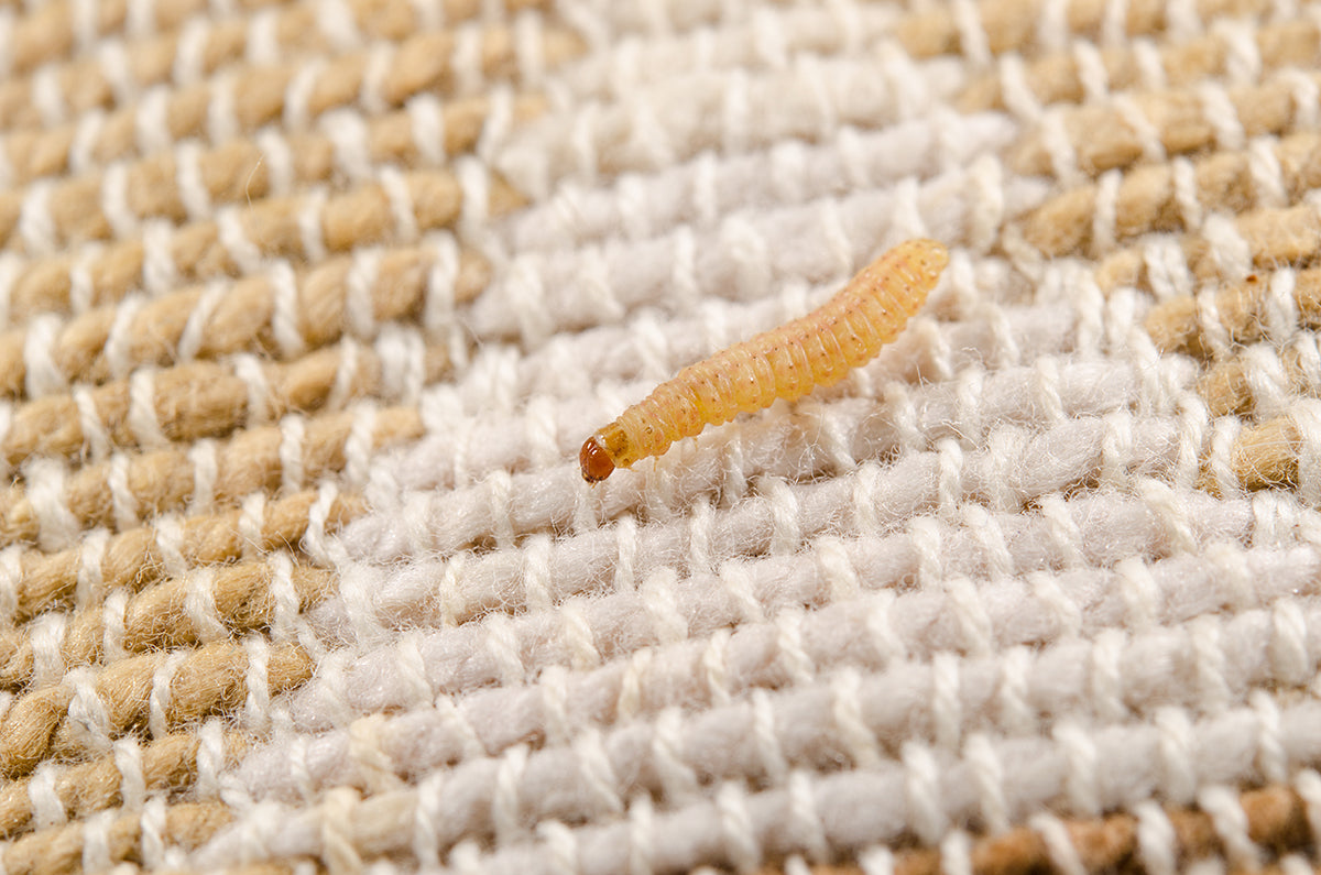 Carpet worms hot sale