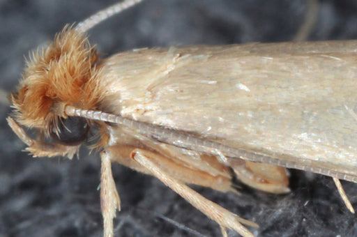 Can Pantry Moths Make Me Sick?