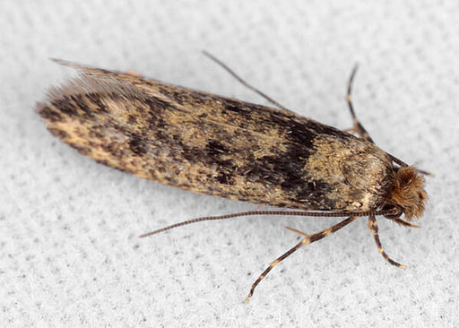 Why Clothing Moths Appear In Closets (And 7 Tips To Avoid Getting