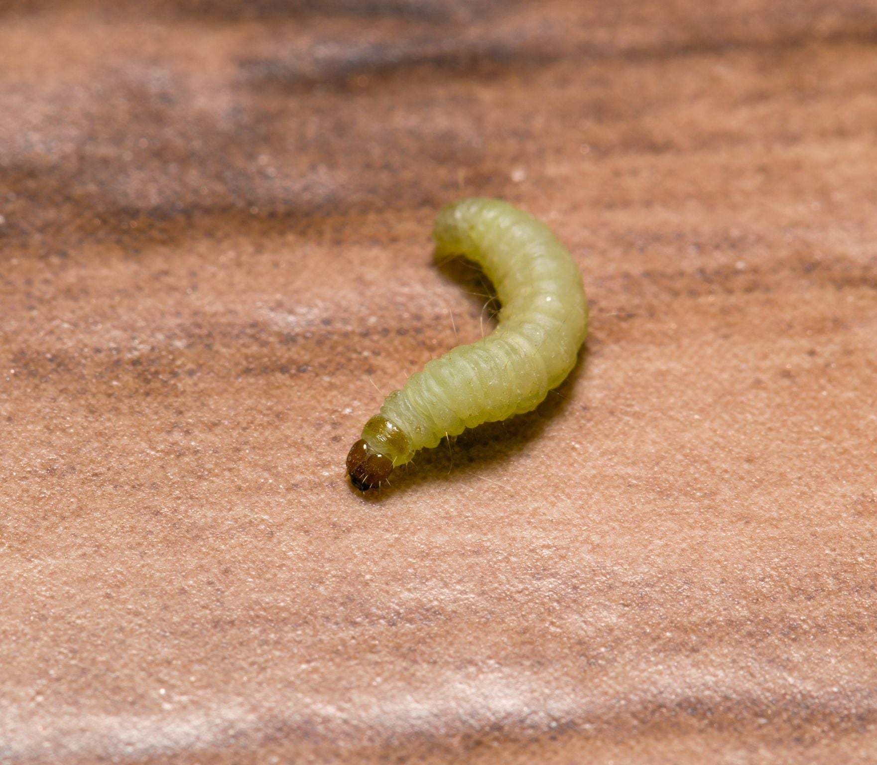 The Moth Life Cycle of Common Clothes and Carpet Moths