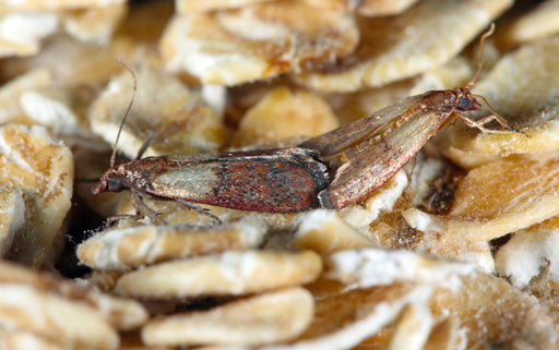 6 Tips on How to Get Rid of Pantry Bugs & Pests