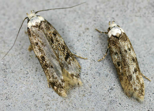 Blog - Pantry Moths 101: A Comprehensive Guide to Identification And  Elimination In Mooresville