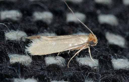 Clothes Moths in the Fur Closet? Prevention Better than Cure